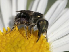 Halictidae