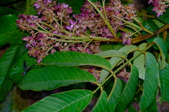 Lonchocarpus macrophyllus