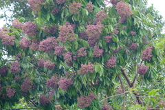 Lonchocarpus macrophyllus