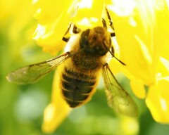 Megachile centuncularis