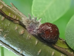 Parthenolecanium corni