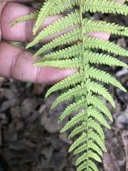 Amauropelta noveboracensis image