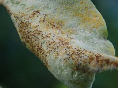 Erysiphe palczewskii