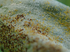 Erysiphe palczewskii