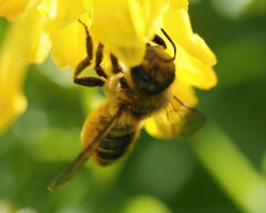 Megachile centuncularis