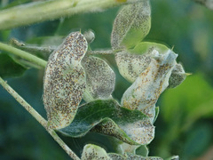 Erysiphe palczewskii