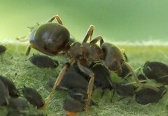 Lasius