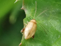 Longitarsus ochroleucus