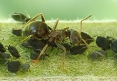 Lasius