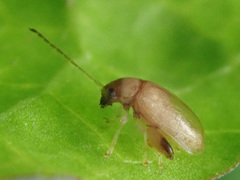 Longitarsus ochroleucus