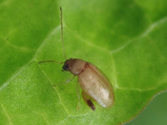 Longitarsus ochroleucus