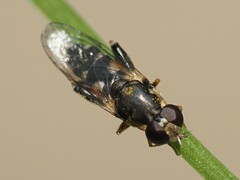 Syritta pipiens