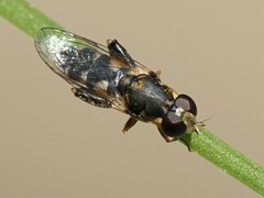 Syritta pipiens