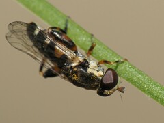 Syritta pipiens