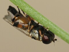 Syritta pipiens
