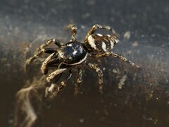 Salticus scenicus