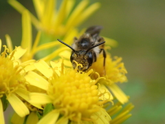 Andrena denticulata