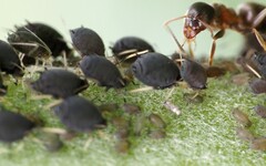 Aphis fabae