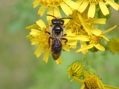 Andrena denticulata