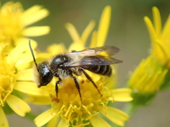 Andrena denticulata