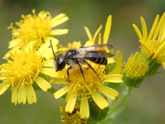 Andrena denticulata