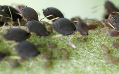 Aphis fabae
