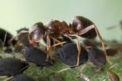 Lasius