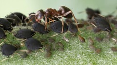Aphis fabae