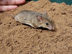 Saccostomus campestris