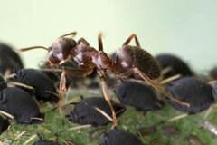 Lasius