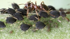 Aphis fabae