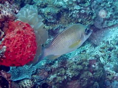 Lutjanus russellii