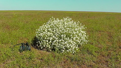 Crambe aspera