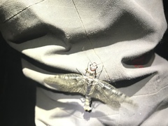 Orohermes crepusculus