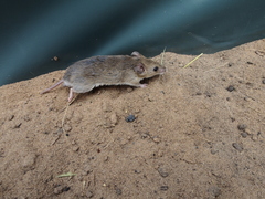 Saccostomus campestris