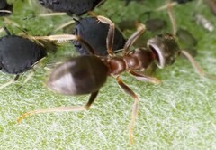 Lasius