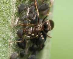 Lasius