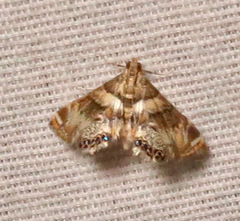 Neargyractis slossonalis