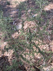 Asparagus acutifolius