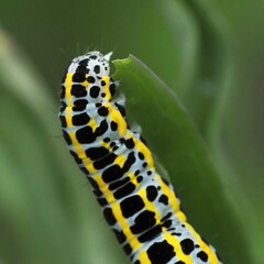 Calophasia lunula