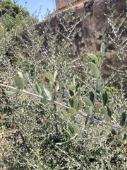 Olea europaea