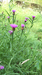 Centaurea jacea jacea
