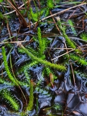 Brownseya serpentina