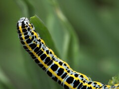 Calophasia lunula