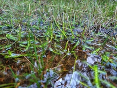 Brownseya serpentina