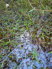 Brownseya serpentina