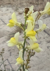 Linaria loeselii