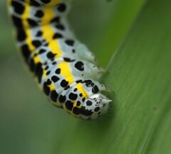 Calophasia lunula