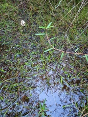 Brownseya serpentina