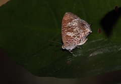 Arhopala birmana